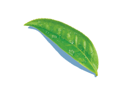 Illustration: feuilles de thé